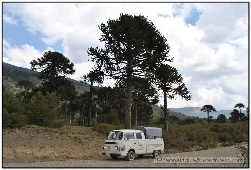 Cabañas Araucarias Del Sur