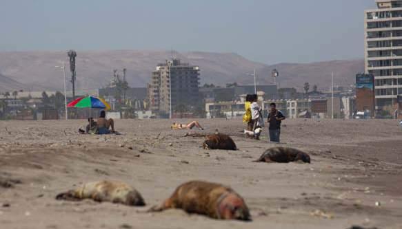 Playa La Liserilla