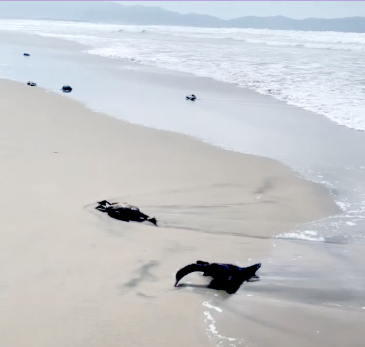 Playa Vega De Los Patos