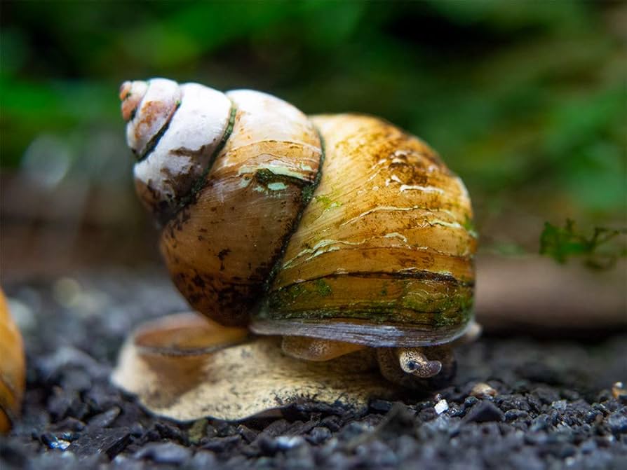 Río Caracol